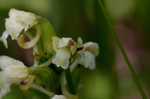 Small green wood orchid